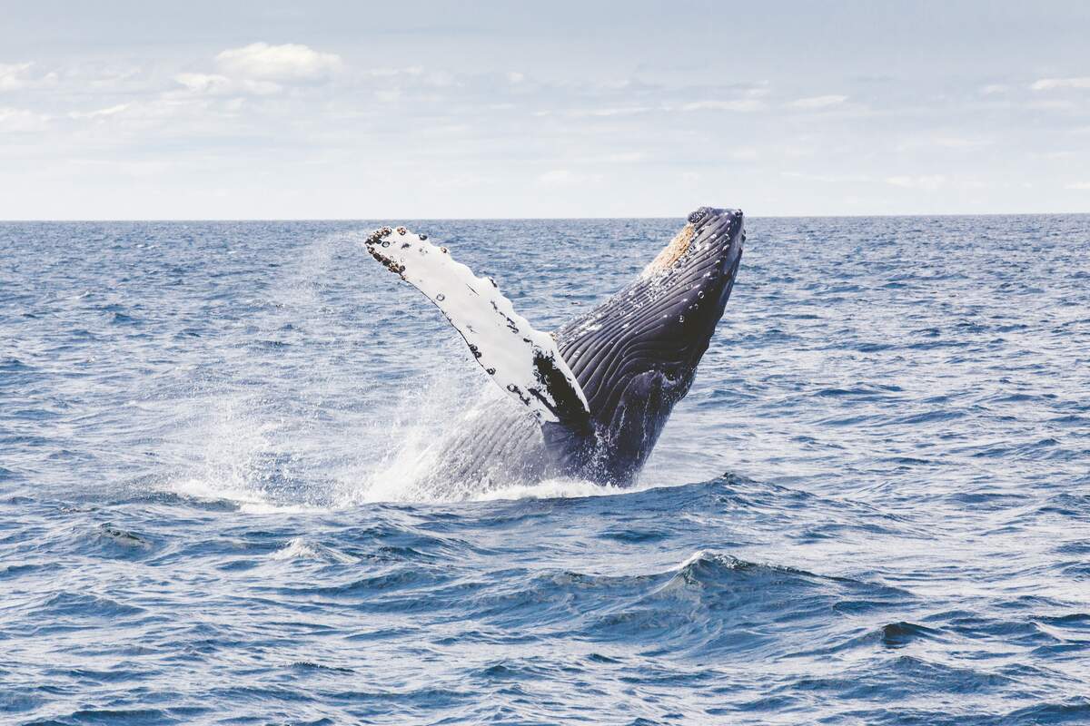 Image for Humpback Whale Awareness Month