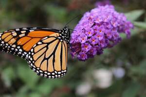 Image for California Western Monarch Day