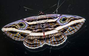 Image for Moth-er Day