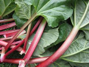 Image for National Rhubarb Vodka Day